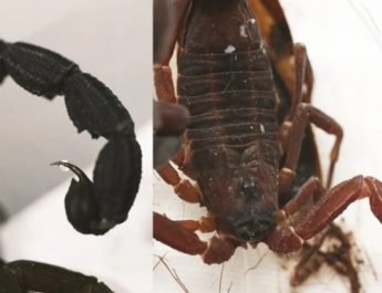 Ilmuwan Temukan Kalajengking Pertama di Amerika Selatan yang Menyemprotkan Racun