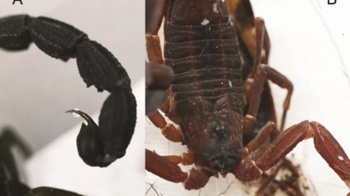 Ilmuwan Temukan Kalajengking Pertama di Amerika Selatan yang Menyemprotkan Racun