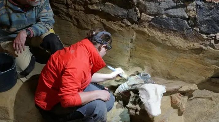 Pembuat Anggur Temukan Ratusan Tulang Mamut di Gudang Anggurnya