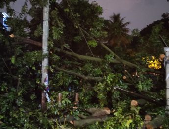 13 Pohon Tumbang di Jakarta, 2 Orang Jadi Korban