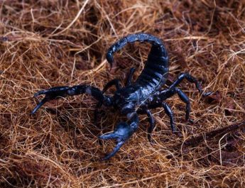 Fosil Kalajengking Berusia 125 Juta Tahun yang Hidup Bersama Dinosaurus Ditemukan di Tiongkok