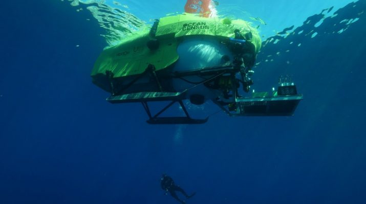866 Spesies Laut Baru Ditemukan Ocean Census, Termasuk Hiu Gitar dan Siput Berbisa