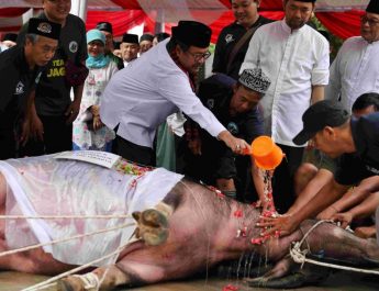 Rano Karno Terharu, Bisa Lanjutkan Tradisi Betawi Andilan Potong Kebo