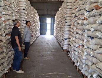 Miliki Kualitas, Harga Gabah Petani di Kota Bandung Lebih Tinggi dari Harga Bulog