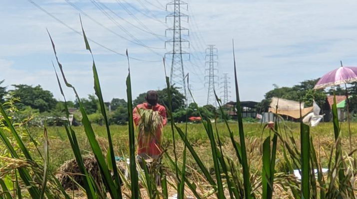 Pemkab Kuningan Keluarkan Surat Edaran Pembelian Gabah Kering Panen