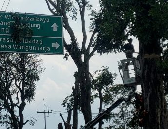 Timpa Mobil, Pohon Tua di Lembang Ditebang