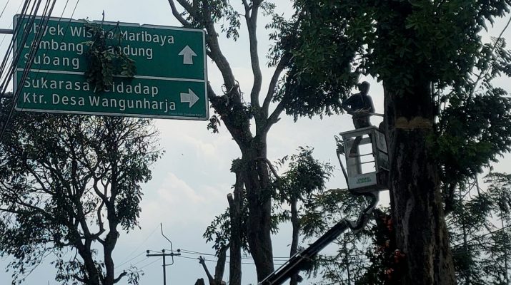 Timpa Mobil, Pohon Tua di Lembang Ditebang