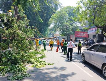 Hindari Bahaya, PT KAI Daop 3 Pangkas Pohon di Stasiun Cirebon Prujakan