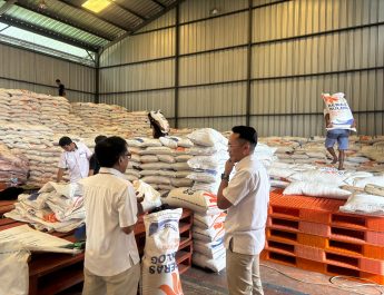Panen Raya Tiba, Bulog Ciamis Serap Gabah Mencapai 20.842 ton