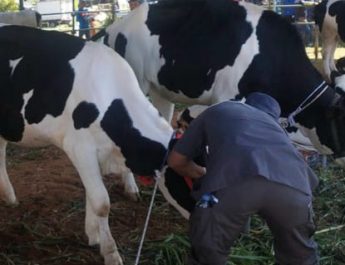 Masih Ada Ternak di Bandung Barat yang Terjangkit PMK