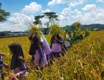 Diperkenalkan Sejak Usia Dini, Siswa SD Bangunsari Ciamis Panen Padi Organik