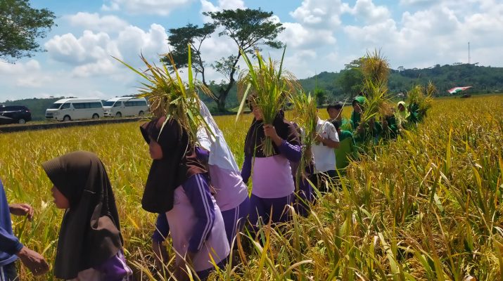 Diperkenalkan Sejak Usia Dini, Siswa SD Bangunsari Ciamis Panen Padi Organik