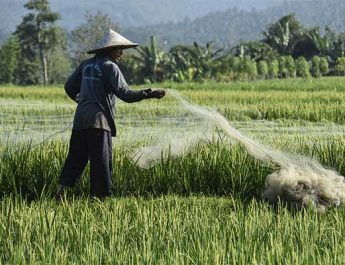 Refleksi Satu Dekade UU Perlindungan Petani
