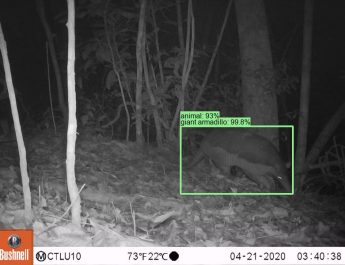 Google Merilis SpeciesNet, Model AI yang Bisa Mengidentifikasi Satwa Liar