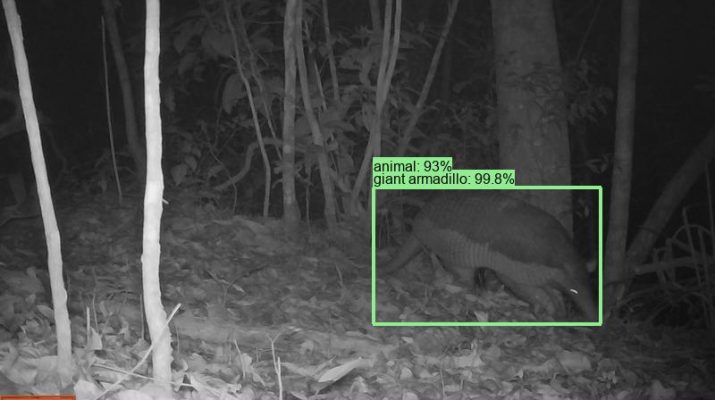 Google Merilis SpeciesNet, Model AI yang Bisa Mengidentifikasi Satwa Liar