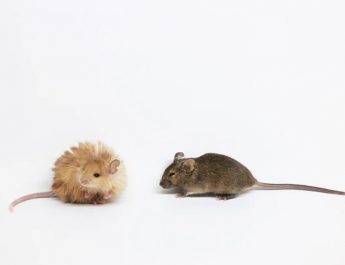 Tikus Lab Berbulu: Langkah Awal Menuju Kebangkitan Mamut Purba?