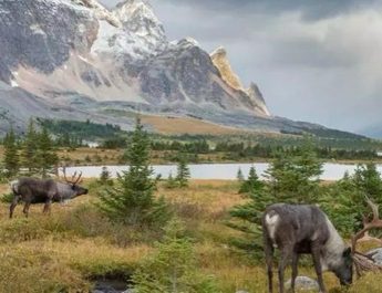 Studi Kasus Karibu Menawarkan Model Baru Mengelola Spesies yang Berisiko