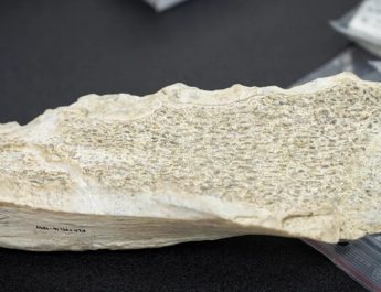 Penemuan Alat Tulang Berusia 1,5 Juta Tahun Ubah Pandangan tentang Kecerdasan Hominin