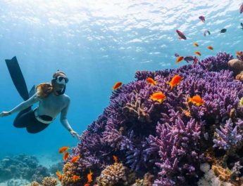 Menjelajahi Surga Bawah Laut Bunaken, Bunaken Diving Resort dan Bobocabin Bunaken Tawarkan Pengalaman Tak Terlupakan
