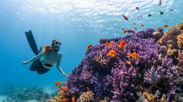 Menjelajahi Surga Bawah Laut Bunaken, Bunaken Diving Resort dan Bobocabin Bunaken Tawarkan Pengalaman Tak Terlupakan