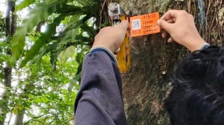 Banyak Pohon tidak Sehat di Jalur Hijau Kota Bogor