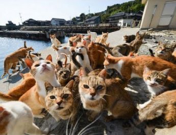 Anggota DPRD DKI: Pulau Kucing Rusak Ekosistem, Jangan Dilanjutkan