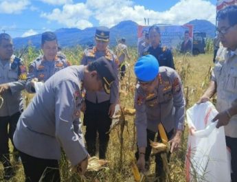 Dukung ketahanan pangan nasional, Irwasda pimpin panen raya jagung di perkebunan 