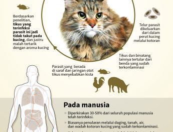 Parasit pada Kucing