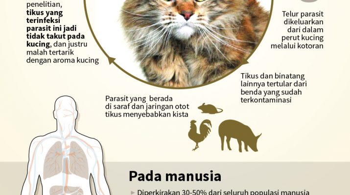 Parasit pada Kucing