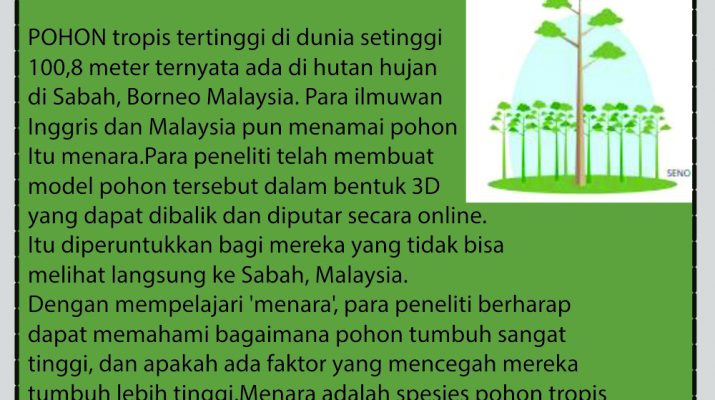 [INFO GRAFIS] Menara Pohon Tropis Tertinggi di Dunia