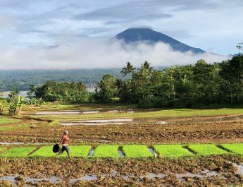 Sensus Pertanian Sebagai Cikal Bakal Penerapan Kebijakan 