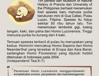 [INFO GRAFIS] Spesies Baru Manusia Purba Ditemukan