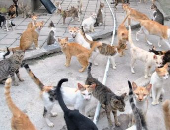 Terima Usul BPJS Hewan, Pramono masih Fokus Tambah Puskeswan