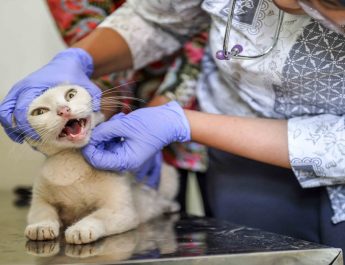 Dinas KPKP DKI Jakarta Tegaskan BPJS Hewan Bukan Iuran tapi Subsidi