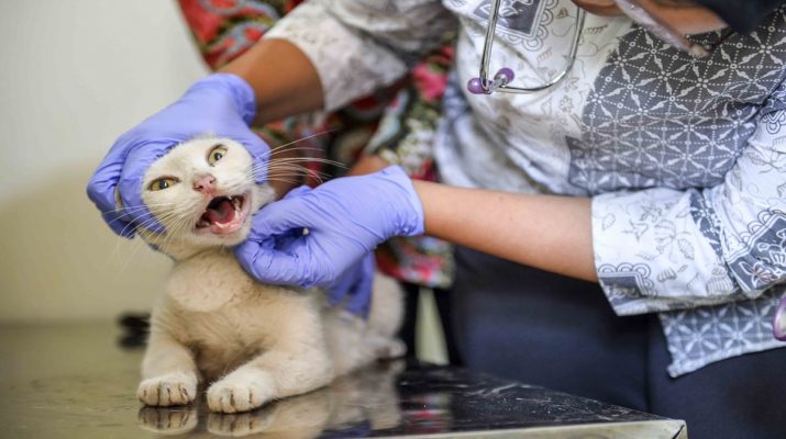 Dinas KPKP DKI Jakarta Tegaskan BPJS Hewan Bukan Iuran tapi Subsidi