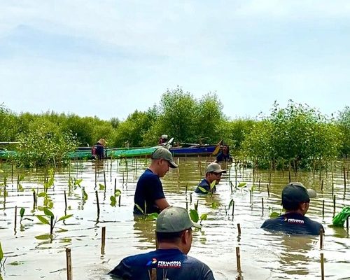 Pertamina tanam 2.000 bibit mangrove di Ujung Pangkah Gresik