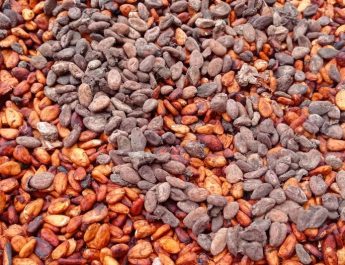 Petani Lebak kembangkan perkebunan kakao untuk penuhi pasar