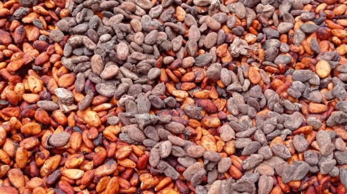 Petani Lebak kembangkan perkebunan kakao untuk penuhi pasar