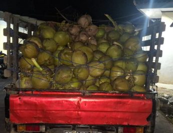 Polisi tangkap tiga pelaku pencuri buah kelapa di Lampung Selatan