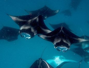 Manta Point Labuan Bajo: Surga Menyelam Bersama Pari Manta