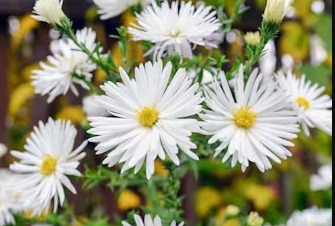 Makna Bunga Aster Putih dan Perbedaannya dengan Bunga Daisy