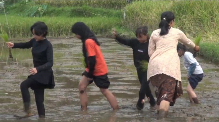 Isi Liburan Sekolah dengan Belajar Tanam Padi di Sari Ater