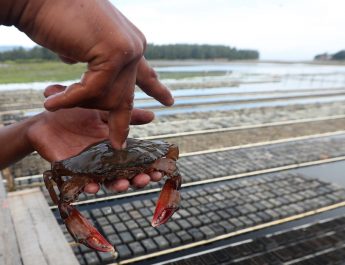 10 Makanan Khas Kalimantan Utara yang Wajib Dicoba, Lezat dan Unik!