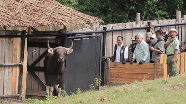 Taman Safari Indonesia dukung konservasi berkelanjutan banteng Jawa