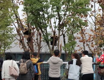 Melihat pusat penangkaran panda di Chengdu