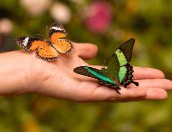 Butterfly Era Adalah: Arti dan Fenomena Viral di TikTok