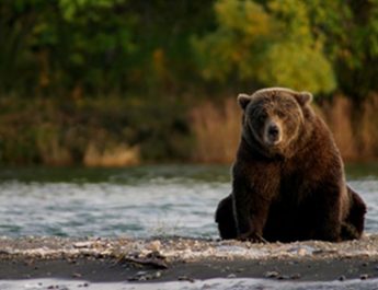 Fat Bear Week 2025 Menyatukan Dunia Lewat Hiburan dan Kepedulian Alam