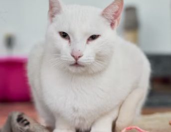 Mengenal Kucing Albino: Ciri Unik dan Cara Merawatnya