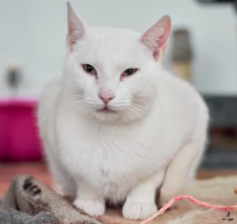 Mengenal Kucing Albino: Ciri Unik dan Cara Merawatnya