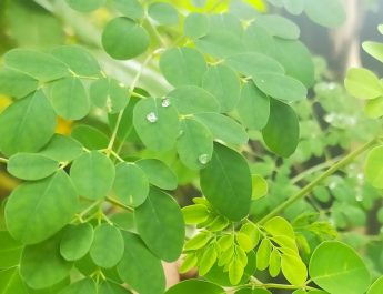 Daun Katel: Harta Karun Kuliner Majalengka yang Bikin Ketagihan!